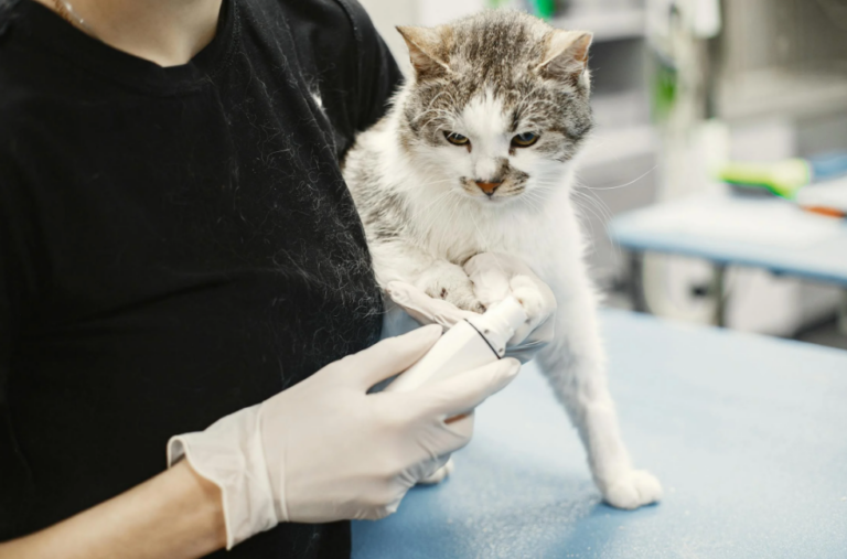 how long does surgical glue last