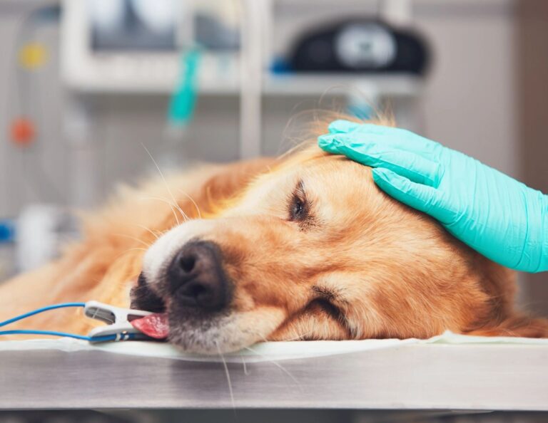 suture reactions in dogs
