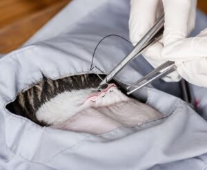 veterinary suture needle