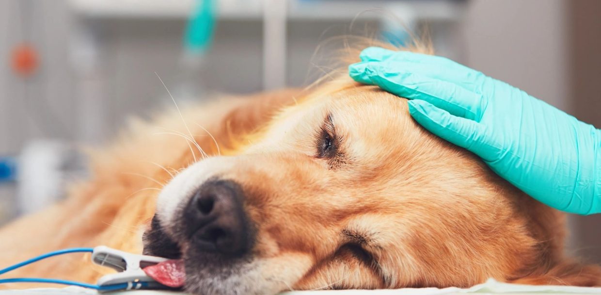 suture reactions in dogs