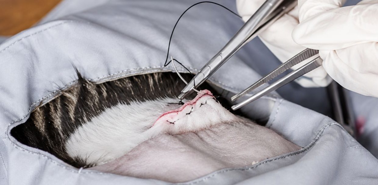 veterinary suture needle
