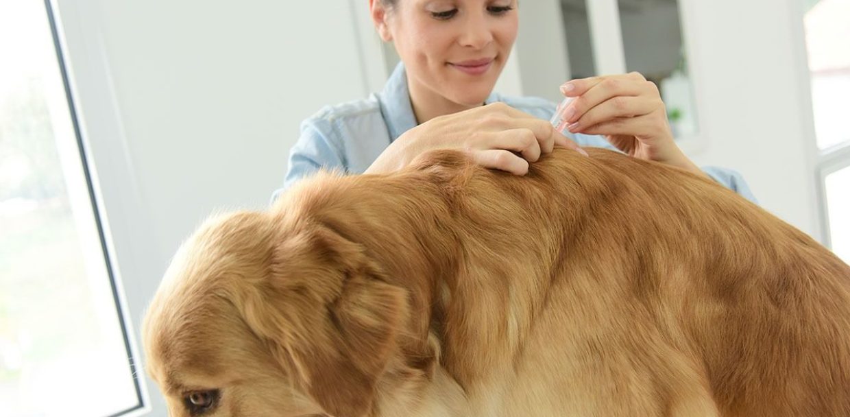 veterinary tissue adhesive